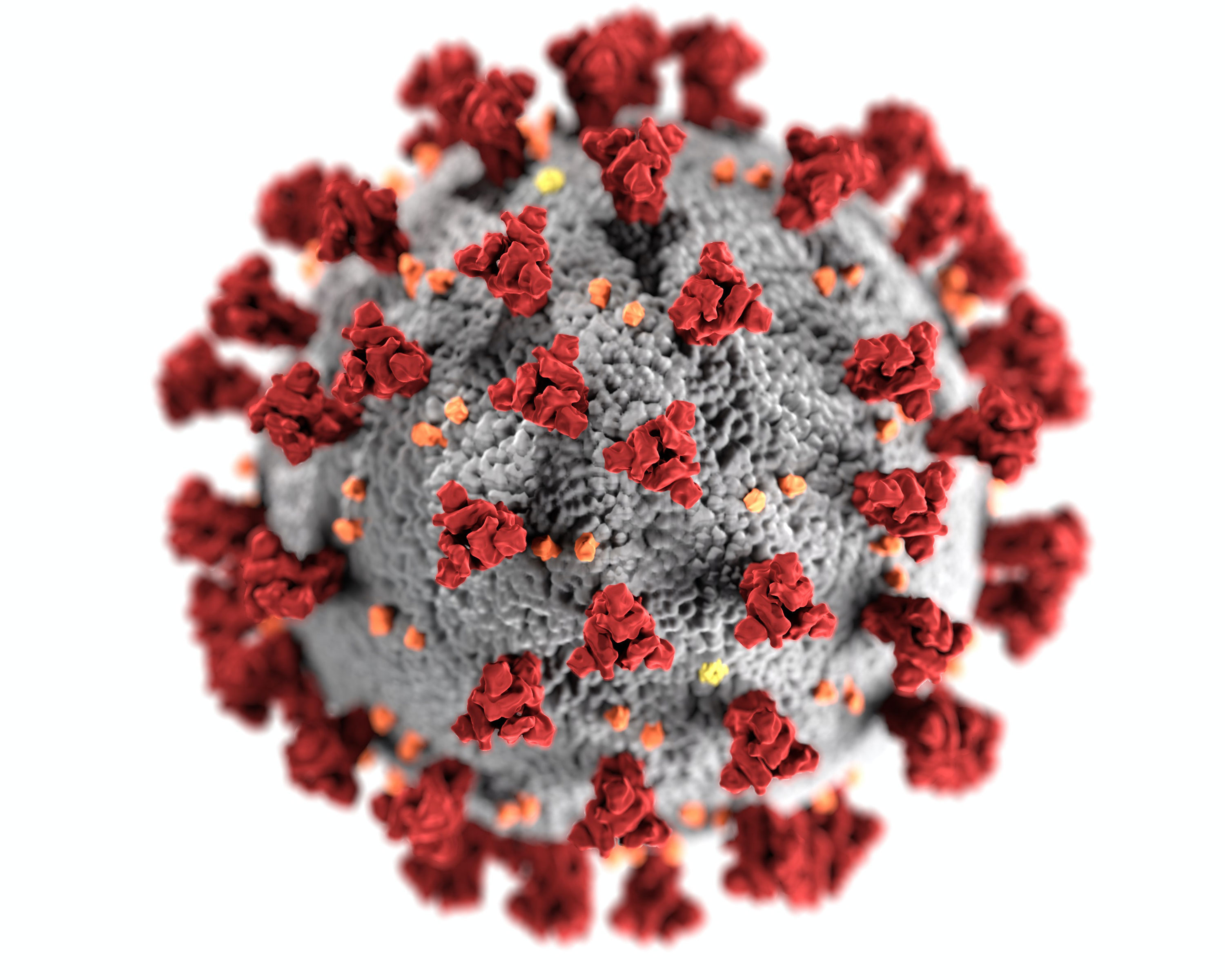 CDC image of covid-19 virus magnified